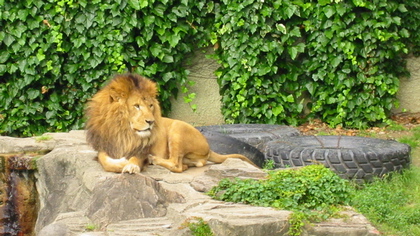 lion_420.jpg