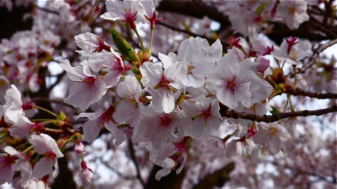 p1010167_2.jpg